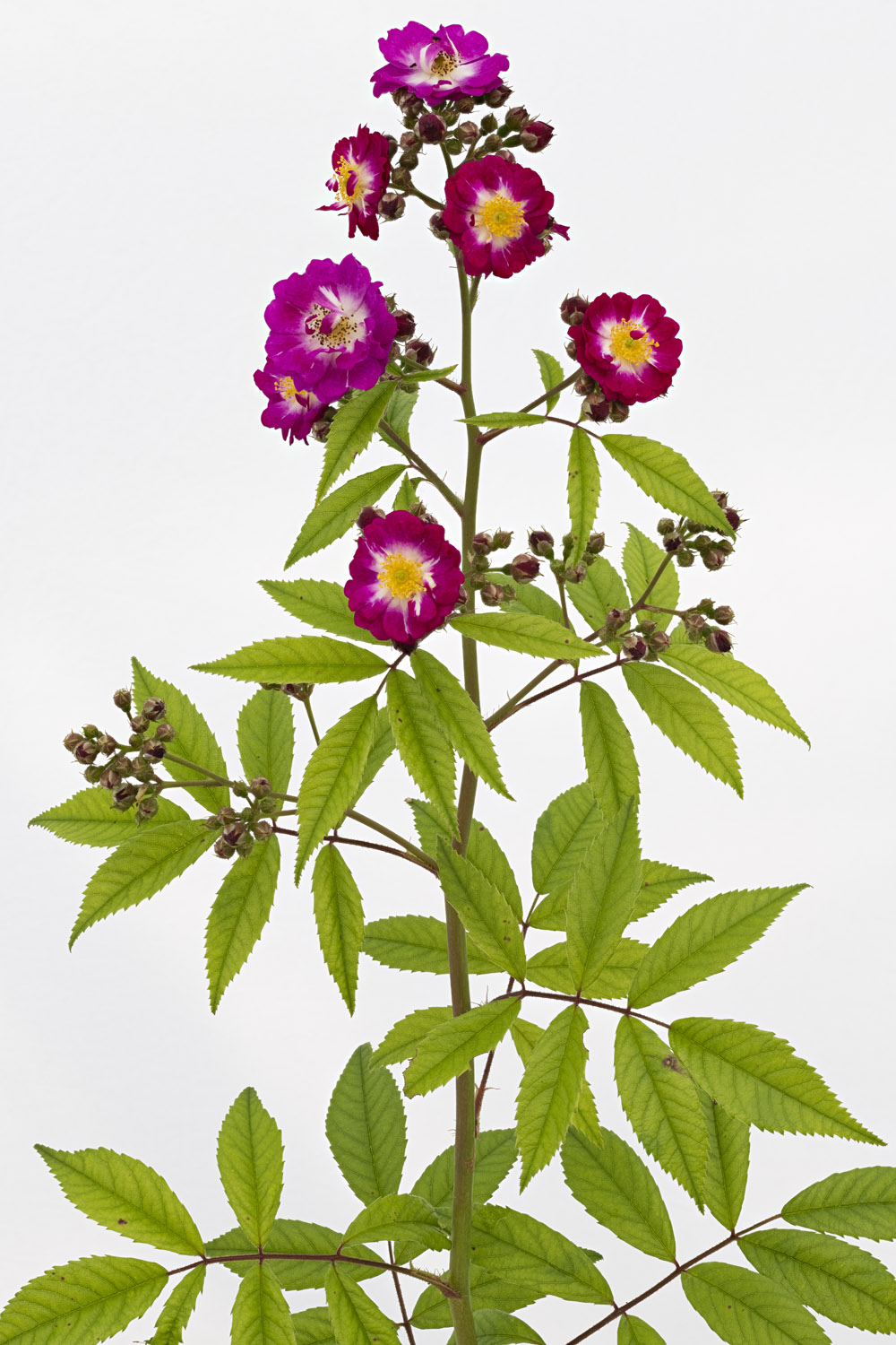 Jardin de Bagatelle #pierrejosephredout&eacute;